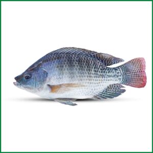 তেলাপিয়া মাছ