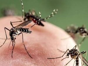 মশা ও পোকামাকড় নিয়ন্ত্রণ